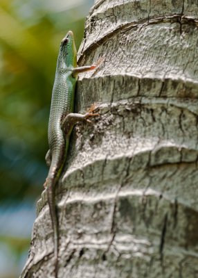 Emerald Tree Skink