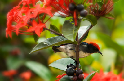 Scarlet-backed Flowerpecker