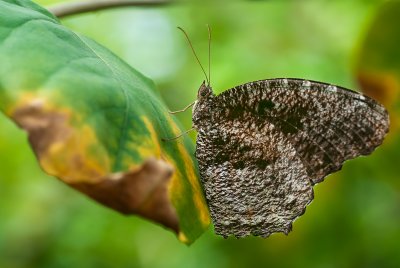 Tiger Palmfly