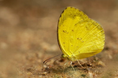 Common Grass Yellow