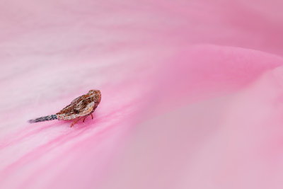 Nymph Planthopper