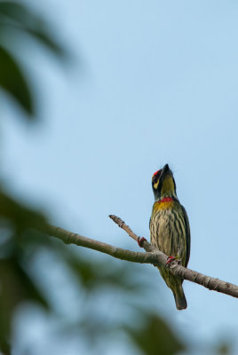 Coppersmith Barbet