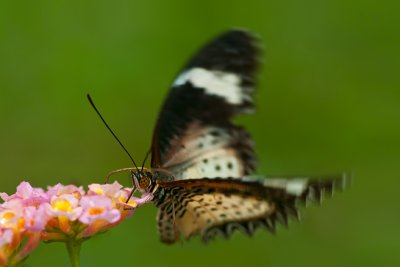 Leopard Lacewing ♀
