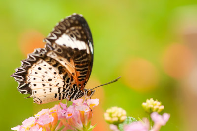 Leopard Lacewing ♀