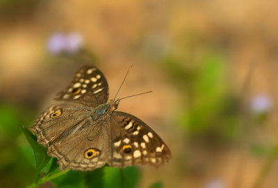 Lemon Pansy