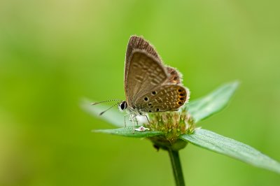 Small grass jewel