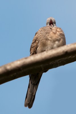 Sleepy Zebra Dove