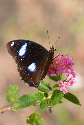 The Great  Eggfly ♂