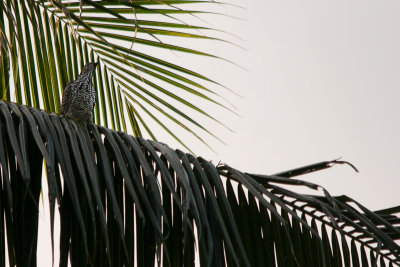 Asian Koel (female)