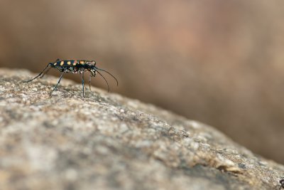 Tiger Beetle