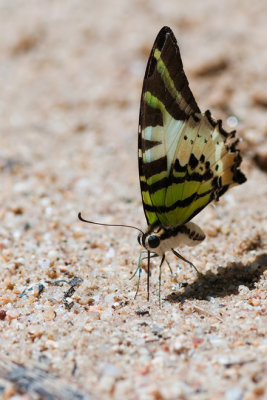 Fivebar Swallowtail