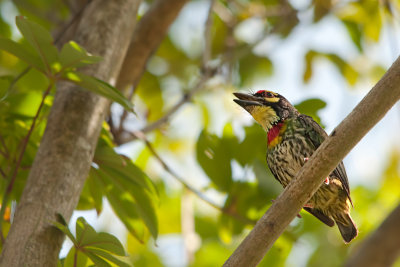 Coppersmith Barbet