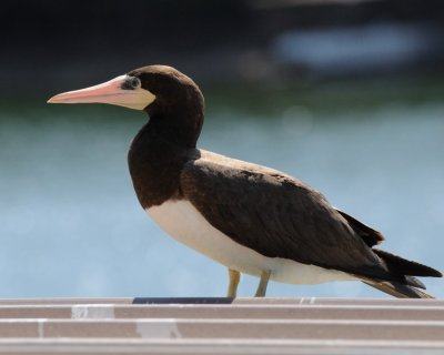 Brown Booby