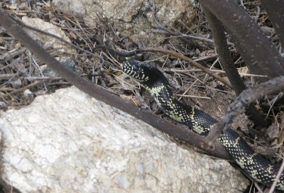 Sneaky Snake