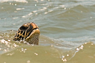 Tortue de mer de Maui