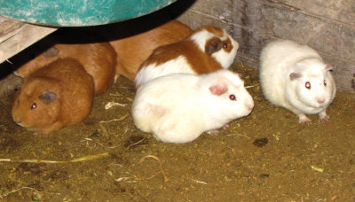 On the Menu...Guinea Pigs!