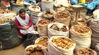 Some of the 500 Varities of Potatoes...And a Woman...