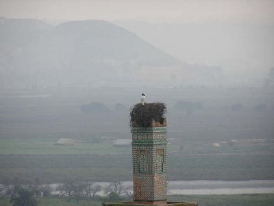 Stork Nest at Chellah