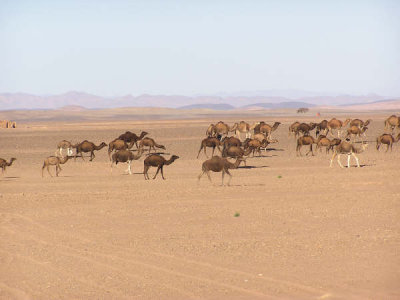 Camels Travel in Herds