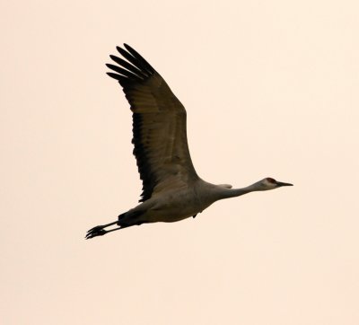 platte_river_cranes