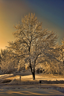 Morning Light