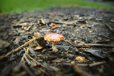 Mushroom