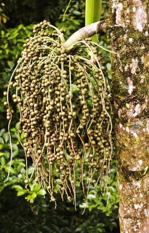 1432 Los Lagos Hotel plant life