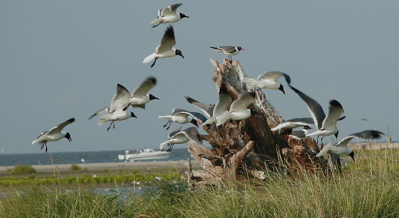 0849 Breton Island 