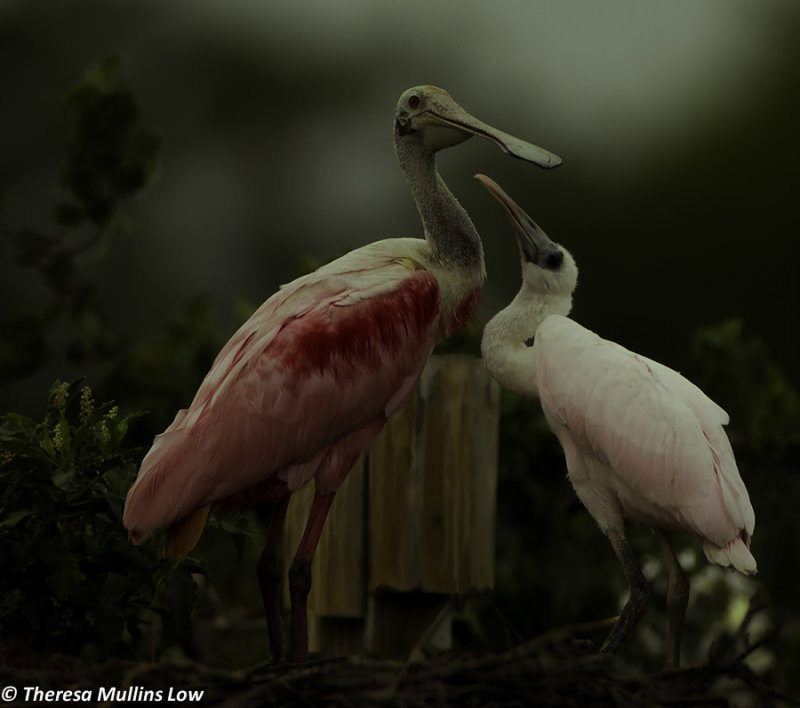 Roseate Spoonbill 