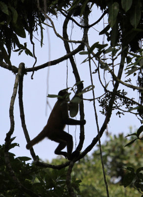 8514 monkey from suspended bridge