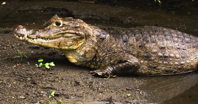 1335 Los Lagos Hotel crocodile