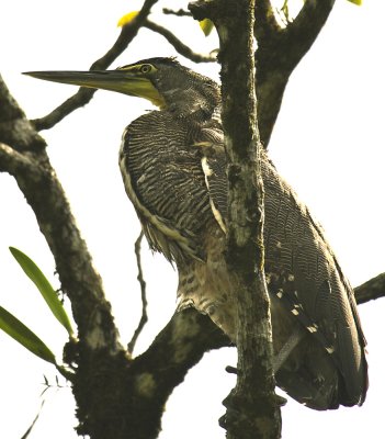 8745 Tiger Heron in Herradura