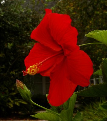 4902 Husbands Hibiscus