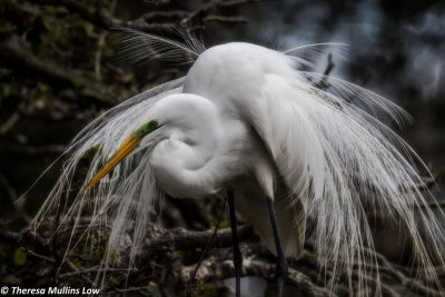 6197 Egret Nesting in Florida