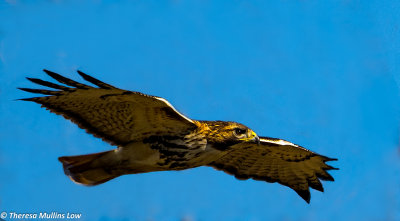 0079 Red Tailed Hawk LSU