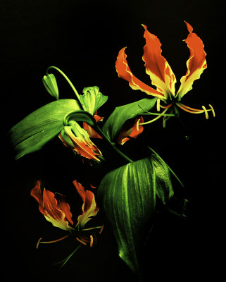 Gloriosa Lily Shows Her Beauty
