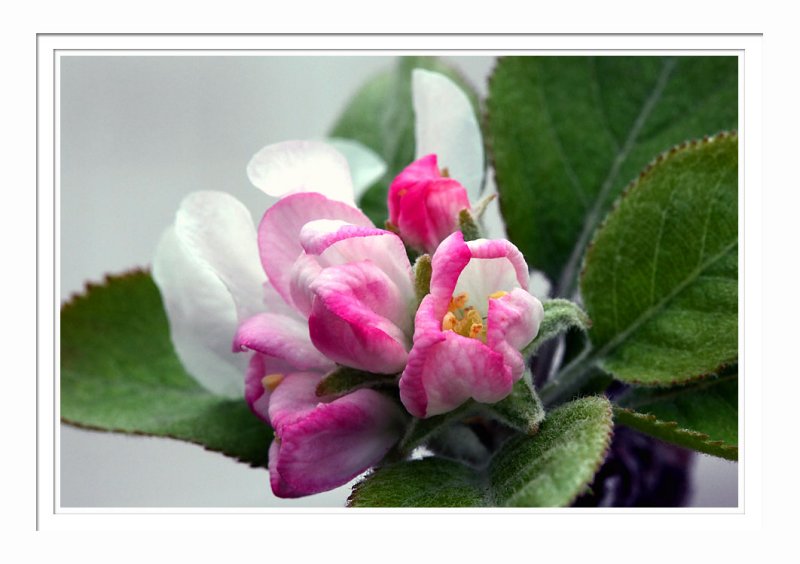 Fuji Apple Flowers