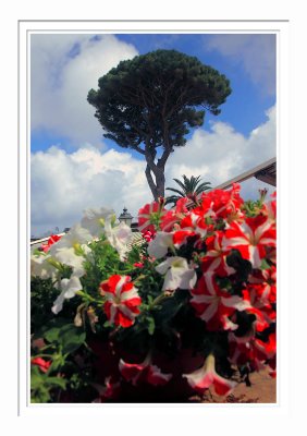 Anacapri Tree