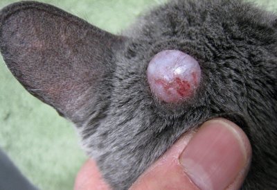 Cyst on forehead of male cat updated