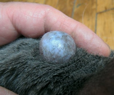 Cyst growing from out of my Cat's  head