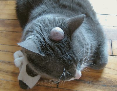 Cyst growing on my Cat's head