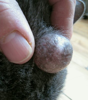 Cyst on Cat continues to grow larger.