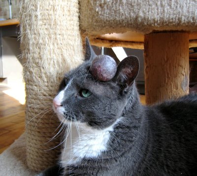 Cyst on Cat update 2/13/12