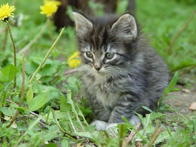 The odd kitten, he's unafraid of humans.