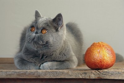 Cat + orange