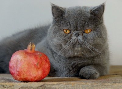 Cat + pomegranate