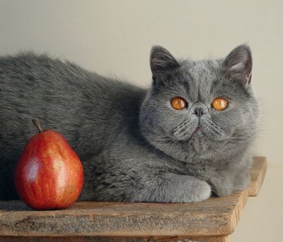 Cat + red pear