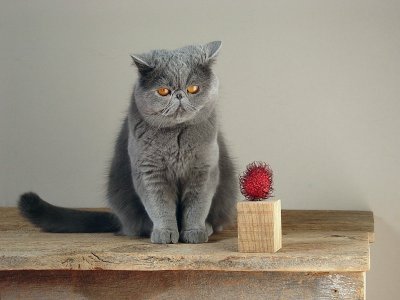 Cat + rumbutan