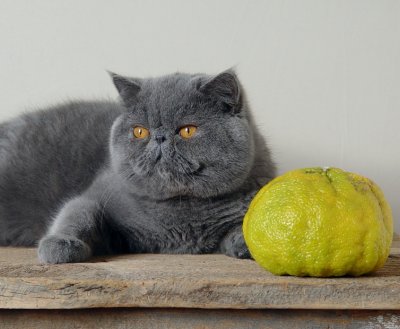 Cat + ugly fruit