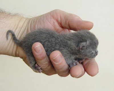 New born kitten first day
